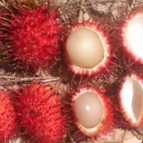 Savory Rambutan