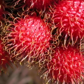 Ripe Rambutan