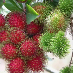 Rambutans On Tree