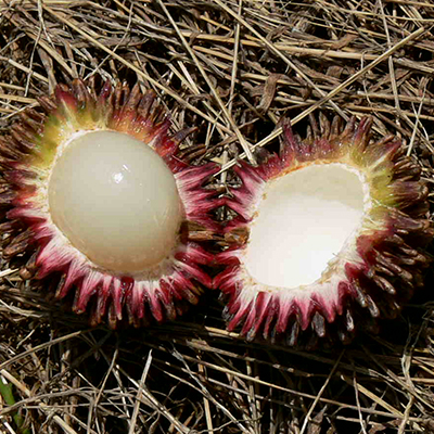 Pulasan