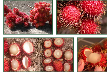 Rambutan Fruits 