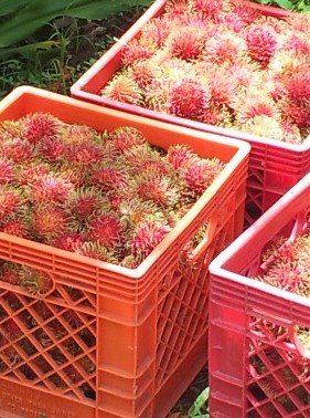 Crates of rambutan